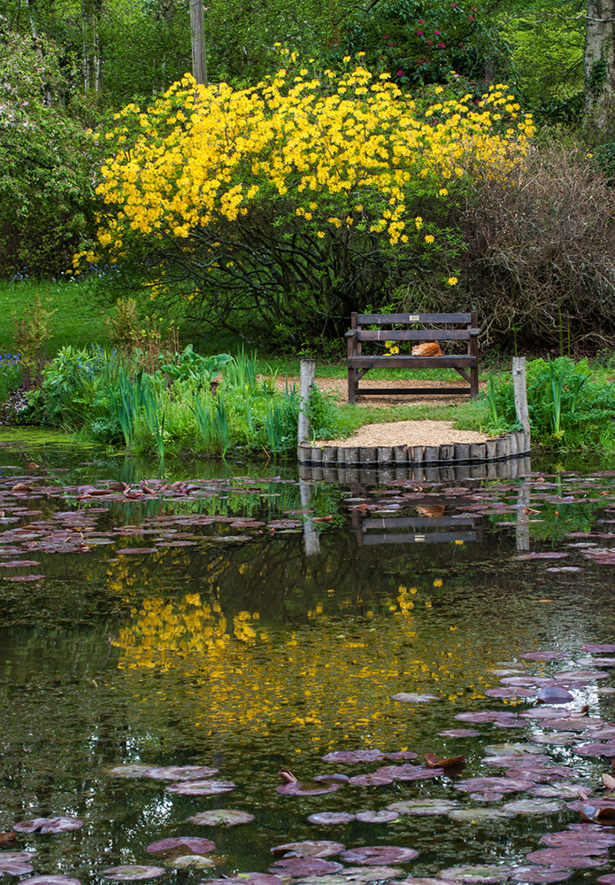 Furzey Gardens New Forest Yellow Reflection